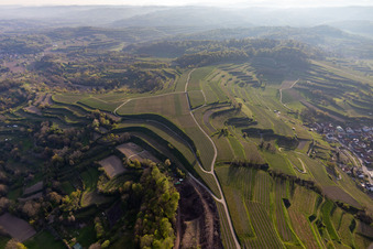 Aerial view of Vineyards in the district Hecklingen in Kenzingen in the state Baden-Wuerttemberg, Germany