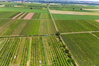 Aerial photograpy of Eier-Meier Fruit Plantation in the district Mühlhofen in Billigheim-Ingenheim in the state Rhineland-Palatinate, Germany
