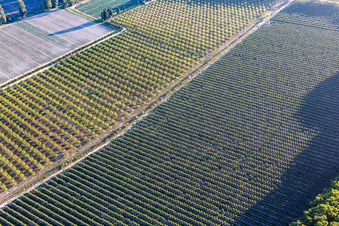 Olive groves in Maillane in the state Bouches du Rhone, France