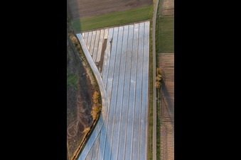 Asparagus field near Hayna in Hatzenbühl in the state Rhineland-Palatinate, Germany
