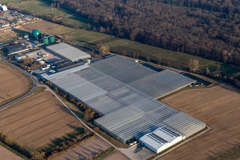 Aerial view of Rudolf Sinn Young Plants GmbH & Co. KG in the district Niederlustadt in Lustadt in the state Rhineland-Palatinate, Germany