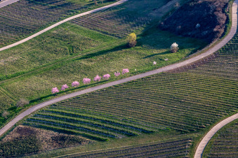 Aerial view of Almond blossom on the southern wine route at Klingenmünster in Klingenmünster in the state Rhineland-Palatinate, Germany