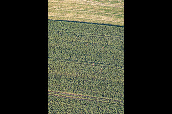 Game in the field in Niederlauterbach in the state Bas-Rhin, France