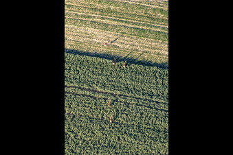 Aerial view of Game in the field in Niederlauterbach in the state Bas-Rhin, France