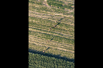 Aerial photograpy of Game in the field in Niederlauterbach in the state Bas-Rhin, France