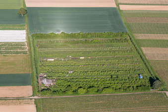 Fruit plantation in the district Mühlhofen in Billigheim-Ingenheim in the state Rhineland-Palatinate, Germany