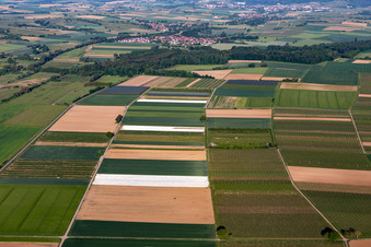 In Tiefenthal with fields and vineyards at Billigheimer Bruch in the district Mühlhofen in Billigheim-Ingenheim in the state Rhineland-Palatinate, Germany