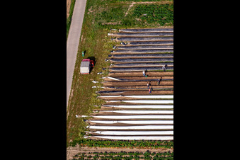 Asparagus harvest in the district Mühlhofen in Billigheim-Ingenheim in the state Rhineland-Palatinate, Germany