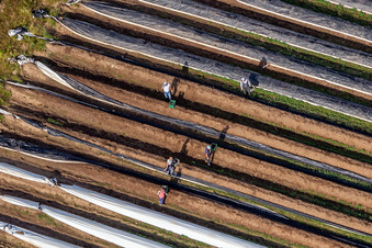Asparagus harvest near Winden/Palatinate in the district Mühlhofen in Billigheim-Ingenheim in the state Rhineland-Palatinate, Germany