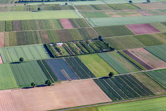 Aerial photograpy of Fruit plantation in the district Mühlhofen in Billigheim-Ingenheim in the state Rhineland-Palatinate, Germany