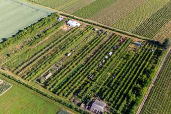 Fruit plantation in the district Mühlhofen in Billigheim-Ingenheim in the state Rhineland-Palatinate, Germany from above