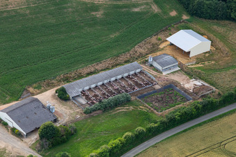 Aerial view of Cournon pig farm with free range in Saint-Michel-de-Chavaignes in the state Sarthe, France
