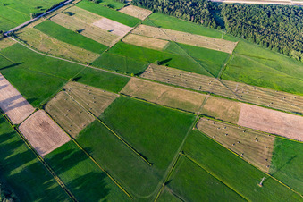 Oberbruchwiesen in the district Graben in Graben-Neudorf in the state Baden-Wuerttemberg, Germany