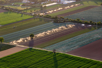 Irrigation of vegetable fields in the district Niederlustadt in Lustadt in the state Rhineland-Palatinate, Germany