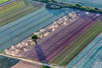 Irrigation of lettuce and vegetable fields/Palatinate in the district Niederlustadt in Lustadt in the state Rhineland-Palatinate, Germany