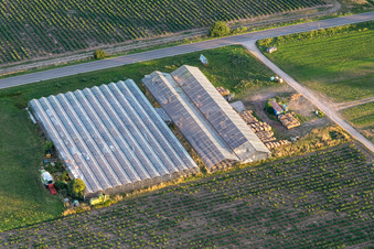 Greenhouses in the district Niederlustadt in Lustadt in the state Rhineland-Palatinate, Germany