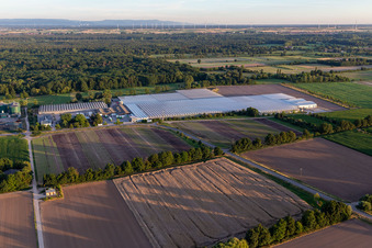 Aerial photograpy of Rudolf Sinn Young Plants GmbH & Co. KG in the district Niederlustadt in Lustadt in the state Rhineland-Palatinate, Germany