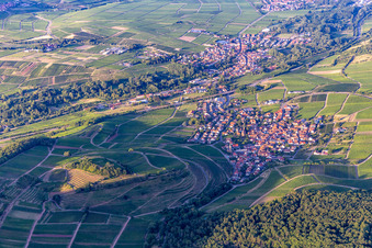 Aerial photograpy of Chestnut bush in Birkweiler in the state Rhineland-Palatinate, Germany