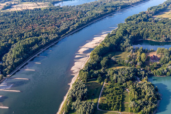 Dry groynes and sandbanks in the Rhine due to low water in Neuburg am Rhein in the state Rhineland-Palatinate, Germany