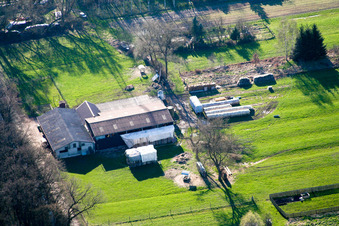Sheep farm in Kandel in the state Rhineland-Palatinate, Germany