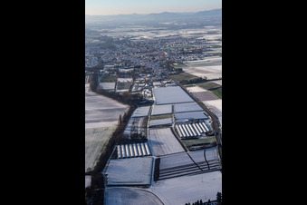 Greenhouses and polytunnels in the east in winter with snow in Herxheim bei Landau in the state Rhineland-Palatinate, Germany