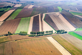Row of trees on a country road on a field edge in Niederlauterbach in Grand Est, France