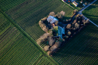 Bioland winegrowing under the grass roof in the district Wollmesheim in Landau in der Pfalz in the state Rhineland-Palatinate, Germany