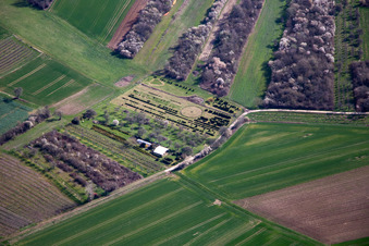Tree nursery in Schweighofen in the state Rhineland-Palatinate, Germany