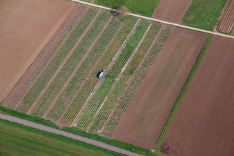 Rhubarb harvest in the district Mühlhofen in Billigheim-Ingenheim in the state Rhineland-Palatinate, Germany