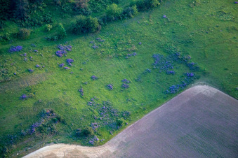 Flowering biotope on the Ziegenberg near Heimburg in the district Heimburg in Blankenburg in the state Saxony-Anhalt, Germany