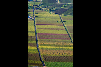 Fields of wine cultivation landscape in autumn colours in Goecklingen in the state Rhineland-Palatinate