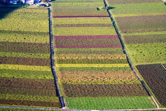 Aerial view of Autumn vine leaves in Eschbach in the state Rhineland-Palatinate, Germany