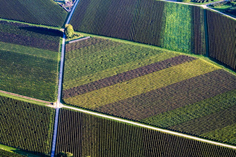 Geometrical structures on wine yards with multi coloured rows of grapes in Goecklingen in the state Rhineland-Palatinate