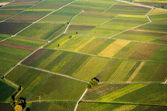 Aerial view of Autumn vine leaves in Göcklingen in the state Rhineland-Palatinate, Germany