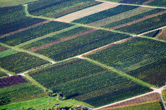 Vineyards with different leaf colors in Göcklingen in the state Rhineland-Palatinate, Germany