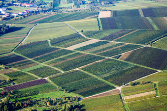 Structures on wine yards with differently coloured wine grapes in Heuchelheim-Klingen in the state Rhineland-Palatinate