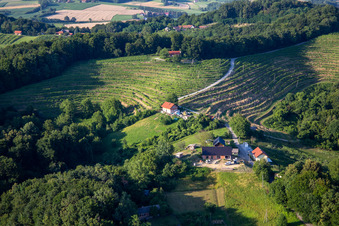 Vineyards in Ormož in the state Slovenia, Slovenia