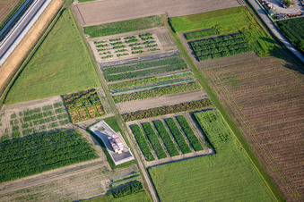 Vegetable fields in Ptuj in the state Slovenia, Slovenia