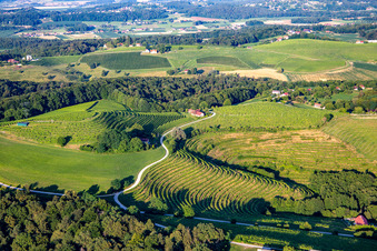 Aerial view of Vineyards at Klopca ljubezni Mestni vrh nad Ptujem in Ptuj in the state Slovenia, Slovenia
