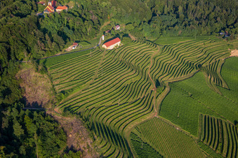 Oblique view of Church of Župnijska cerkev sv. Marije Vnebovzete and Café Huda Liza above the Vurberg vineyards in Duplek in the state Slovenia, Slovenia