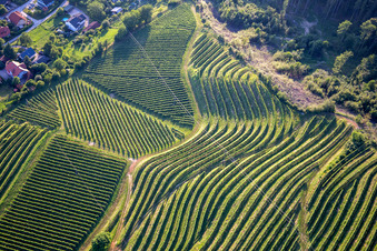 Pattern of vine rows of vineyards on the Vurberg in Duplek in the state Slovenia, Slovenia