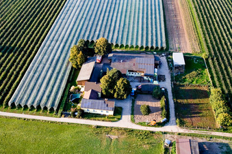 Lindenhof: Gensheimer fruit and asparagus farm in Steinweiler in the state Rhineland-Palatinate, Germany from above