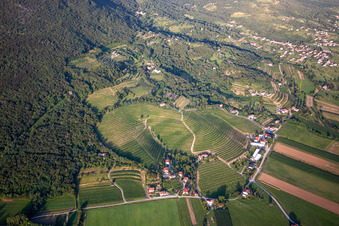 Aerial view of Vineyards in Nova Gorica in the state Slovenia, Slovenia