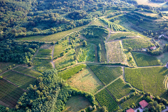 Aerial view of Vineyards in Mossa in the state Gorizia, Italy