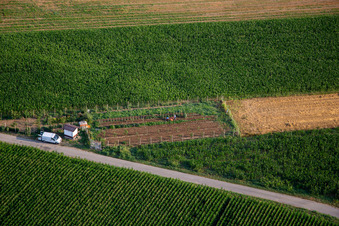 Vegetable garden in Nova Gorica in the state Slovenia, Slovenia