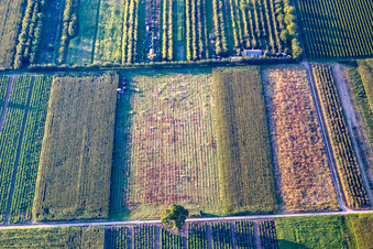 Barbecue in the district Mühlhofen in Billigheim-Ingenheim in the state Rhineland-Palatinate, Germany