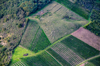 Aerial view of Glan cattle between vineyards at the Booser Au in Staudernheim in the state Rhineland-Palatinate, Germany