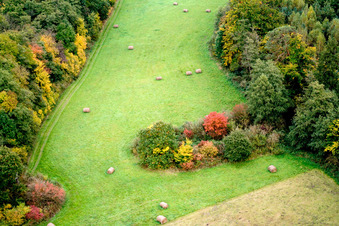 Grass bale landscape on a meadow in the autumn coloured forest in Minfeld in the state Rhineland-Palatinate
