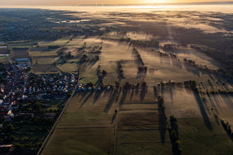 Cattle trail in the morning mist in Schweighofen in the state Rhineland-Palatinate, Germany