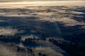 Bienwald in the morning mist in Schweighofen in the state Rhineland-Palatinate, Germany